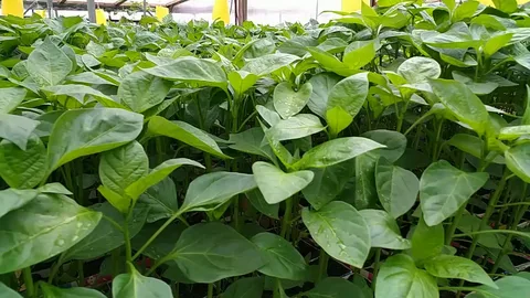 نشا فلفل دلمه‌ ای زودرس با رشد یکنواخت